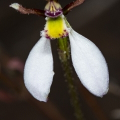 Eriochilus cucullatus at Canberra Central, ACT - 23 Mar 2018