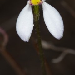 Eriochilus cucullatus at Canberra Central, ACT - 23 Mar 2018