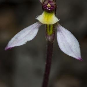 Eriochilus cucullatus at Canberra Central, ACT - 23 Mar 2018