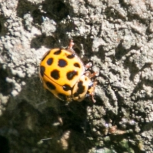 Harmonia conformis at Molonglo River Reserve - 29 Jan 2018 12:00 PM