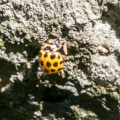 Harmonia conformis at Molonglo River Reserve - 29 Jan 2018 12:00 PM