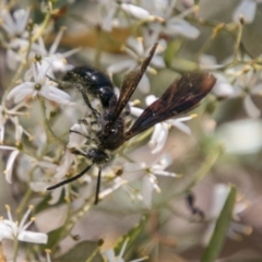 Austroscolia soror (Blue Flower Wasp) at Molonglo River Reserve - 29 Jan 2018 by SWishart