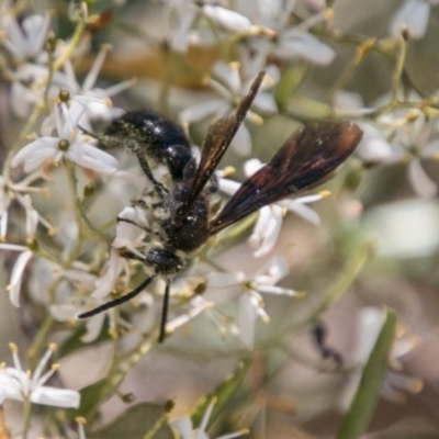 Austroscolia soror (Blue Flower Wasp) at Lower Molonglo - 29 Jan 2018 by SWishart