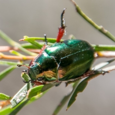 Repsimus manicatus montanus (Green nail beetle) at Stromlo, ACT - 29 Jan 2018 by SWishart
