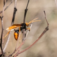 Cryptocheilus bicolor (Orange Spider Wasp) at Lower Molonglo - 28 Jan 2018 by SWishart