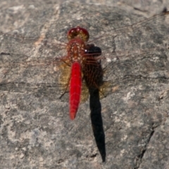 Diplacodes haematodes (Scarlet Percher) at Stromlo, ACT - 29 Jan 2018 by SWishart