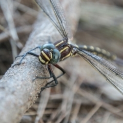 Notoaeschna sagittata (Southern Riffle Darner) at Lower Molonglo - 29 Jan 2018 by SWishart