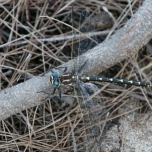 Notoaeschna sagittata at Stromlo, ACT - 29 Jan 2018 10:57 AM