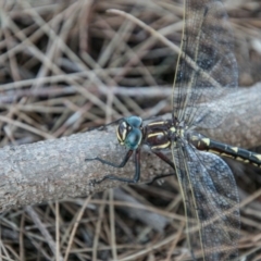 Notoaeschna sagittata at Stromlo, ACT - 29 Jan 2018