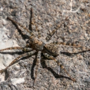 Pisauridae (family) at Stromlo, ACT - 29 Jan 2018