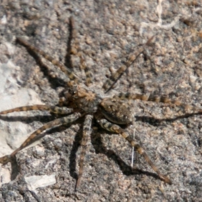 Pisauridae (family) (Water spider) at Lower Molonglo - 28 Jan 2018 by SWishart