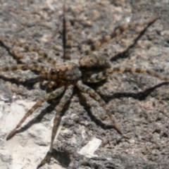 Pisauridae (family) at Stromlo, ACT - 29 Jan 2018 10:53 AM