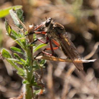 Colepia ingloria (A robber fly) at Stromlo, ACT - 29 Jan 2018 by SWishart