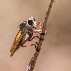 Colepia ingloria at Stromlo, ACT - 29 Jan 2018