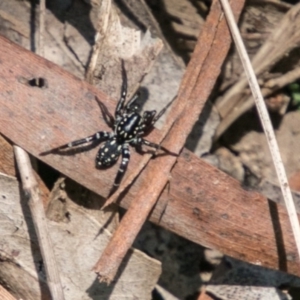 Nyssus albopunctatus at Paddys River, ACT - 11 Feb 2018