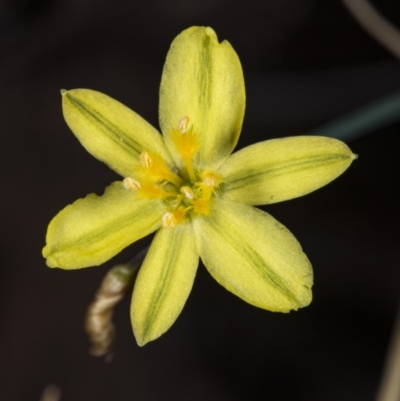 Tricoryne elatior (Yellow Rush Lily) at Gungaderra Grasslands - 24 Mar 2018 by DerekC