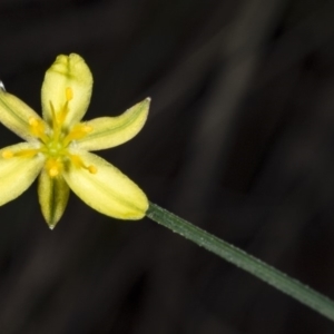 Tricoryne elatior at Crace, ACT - 24 Mar 2018 03:48 PM