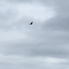 Haliaeetus leucogaster (White-bellied Sea-Eagle) at Potato Point, NSW - 22 Mar 2018 by BillBarker