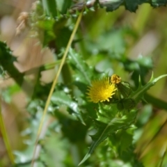 Sonchus asper (Prickly Sowthistle) at QPRC LGA - 1 Feb 2018 by natureguy