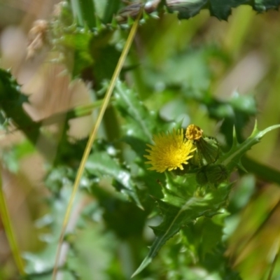 Sonchus asper (Prickly Sowthistle) at Wamboin, NSW - 1 Feb 2018 by natureguy