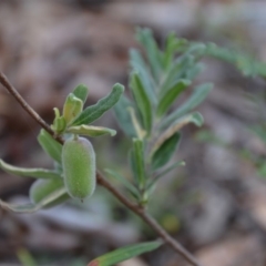 Billardiera scandens (Hairy Apple Berry) at QPRC LGA - 1 Feb 2018 by natureguy