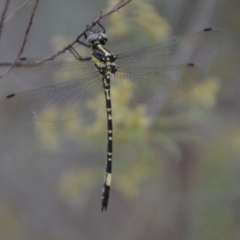 Parasynthemis regina (Royal Tigertail) at Wamboin, NSW - 4 Feb 2018 by natureguy