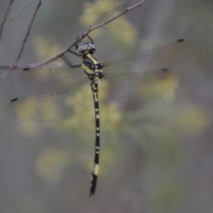 Parasynthemis regina at Wamboin, NSW - 5 Feb 2018