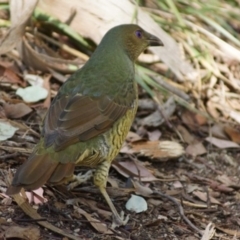 Ptilonorhynchus violaceus (Satin Bowerbird) at Parkes, ACT - 20 Mar 2018 by Tammy