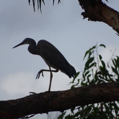 Egretta novaehollandiae (White-faced Heron) at Isaacs Ridge - 24 Mar 2018 by Mike