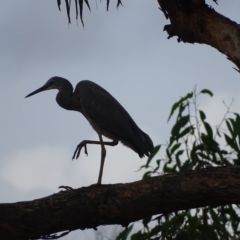 Egretta novaehollandiae (White-faced Heron) at Jerrabomberra, ACT - 24 Mar 2018 by Mike