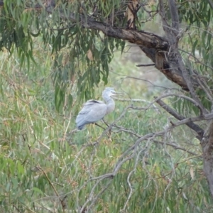 Egretta novaehollandiae at Jerrabomberra, ACT - 24 Mar 2018