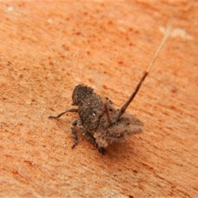 Platybrachys sp. (genus) (A gum hopper) at Mount Painter - 25 Mar 2018 by CathB