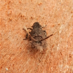 Platybrachys sp. (genus) at Cook, ACT - 25 Mar 2018 11:13 AM