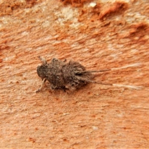 Platybrachys sp. (genus) at Cook, ACT - 25 Mar 2018