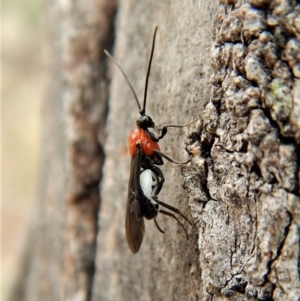 Pycnobraconoides sp. (genus) at Cook, ACT - 25 Mar 2018 10:54 AM