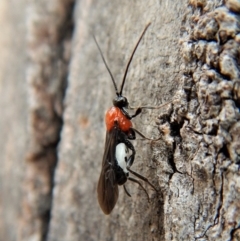 Pycnobraconoides sp. (genus) at Cook, ACT - 25 Mar 2018