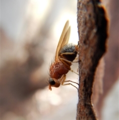 Lauxaniidae (family) (Unidentified lauxaniid fly) at Cook, ACT - 25 Mar 2018 by CathB