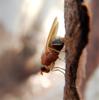Lauxaniidae (family) (Unidentified lauxaniid fly) at Mount Painter - 24 Mar 2018 by CathB