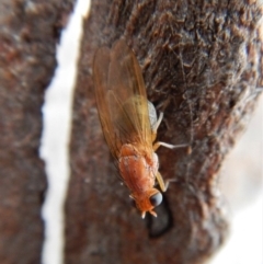 Lauxaniidae (family) at Cook, ACT - 25 Mar 2018 10:28 AM