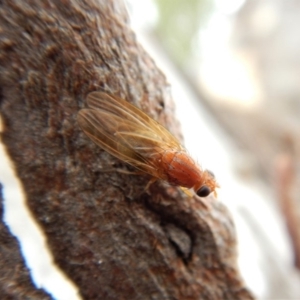 Lauxaniidae (family) at Cook, ACT - 25 Mar 2018 10:28 AM