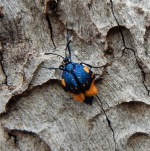 Cebysa leucotelus at Cook, ACT - 25 Mar 2018 10:51 AM