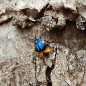 Cebysa leucotelus at Cook, ACT - 25 Mar 2018 10:51 AM