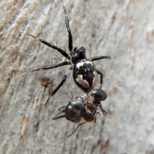 Euryopis splendens at Cook, ACT - 25 Mar 2018 10:23 AM