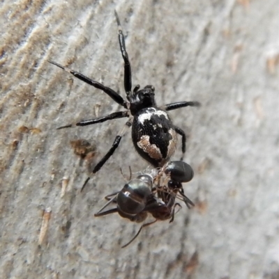 Euryopis splendens (Splendid tick spider) at Mount Painter - 24 Mar 2018 by CathB