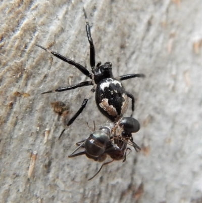 Euryopis splendens (Splendid tick spider) at Cook, ACT - 25 Mar 2018 by CathB