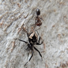 Euryopis splendens at Cook, ACT - 25 Mar 2018 10:23 AM