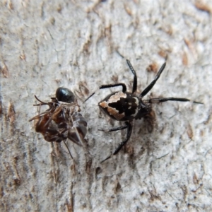 Euryopis splendens at Cook, ACT - 25 Mar 2018 10:23 AM