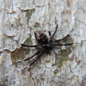 Euryopis splendens at Cook, ACT - 25 Mar 2018 10:23 AM