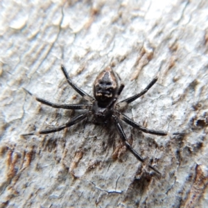 Euryopis splendens at Cook, ACT - 25 Mar 2018 10:23 AM