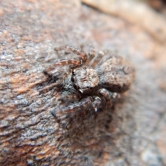 Servaea sp. (genus) (Unidentified Servaea jumping spider) at Cook, ACT - 25 Mar 2018 by CathB